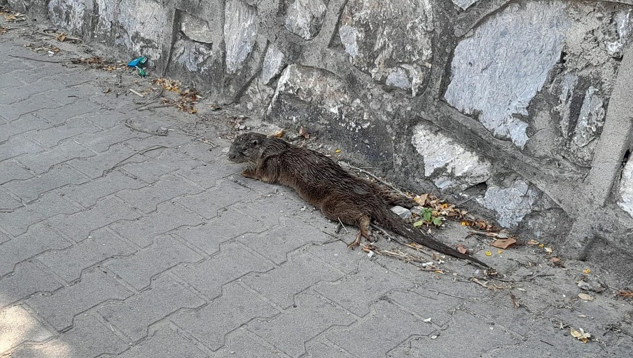 Yaralı Su Samuru Ekiplerimiz Tarafından Doğa Koruma ve Milli Parklar Şefliğine Teslim Edildi