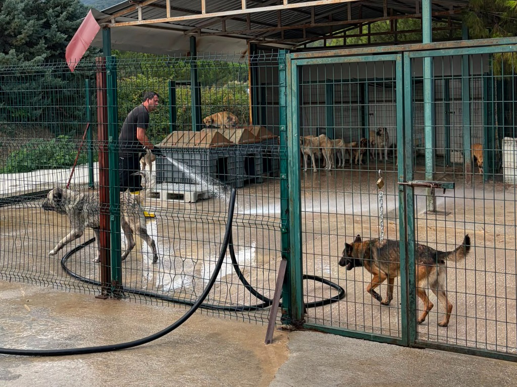 Sokak Hayvanları Rehabilitasyon Merkezimizde Periyodik Temizlik Çelışması