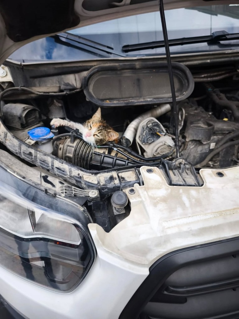 Aracın Motor Kısmına Sıkışan Minik Kedi Kurtarıldı